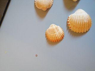 Conchiglie 🐚 7 