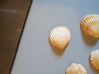 Conchiglie 🐚 7 