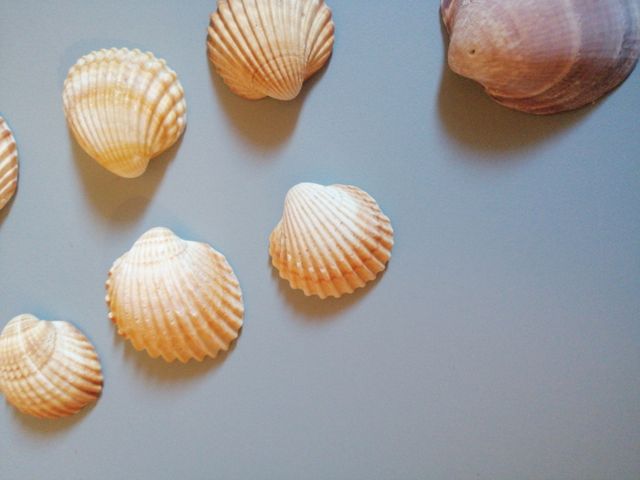 Conchiglie 🐚 7 