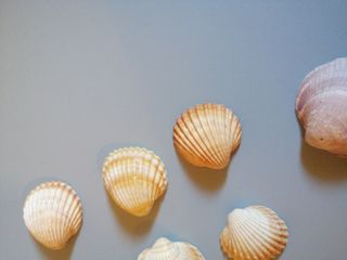 Conchiglie 🐚 7 