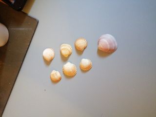 Conchiglie 🐚 7 