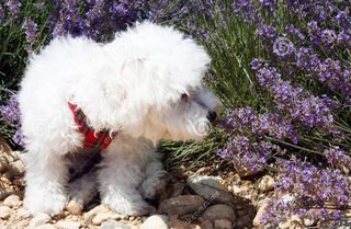 Residencia canina  