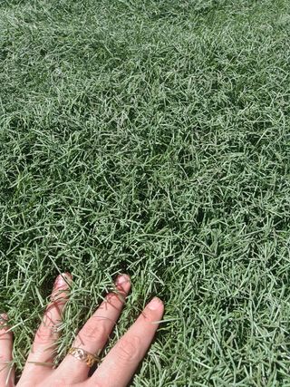 Césped artificial reciclado ♻️