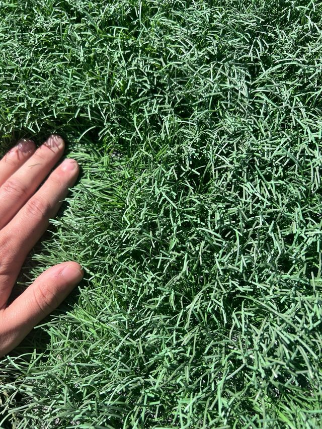 Cesped artificial reutilizado