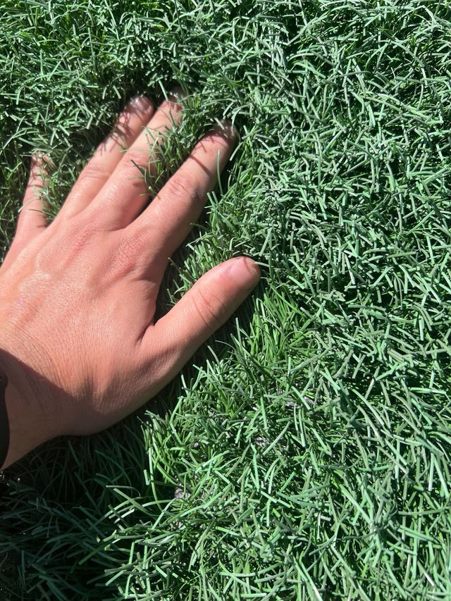 Cesped artificial reutilizado