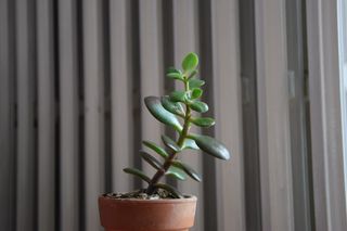 Albero di giada