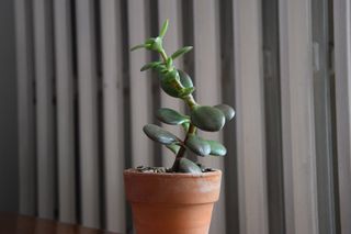 Albero di giada