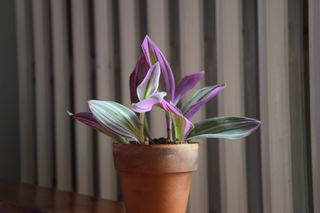 Tradescantia