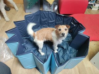 Piscina para perros zooplus