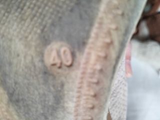 Zuecos de mujer Marca Gadea