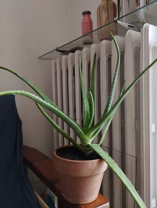 Aloe