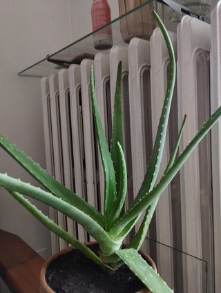 Aloe