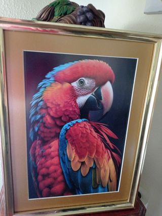 Cuadro Loro 31x41
