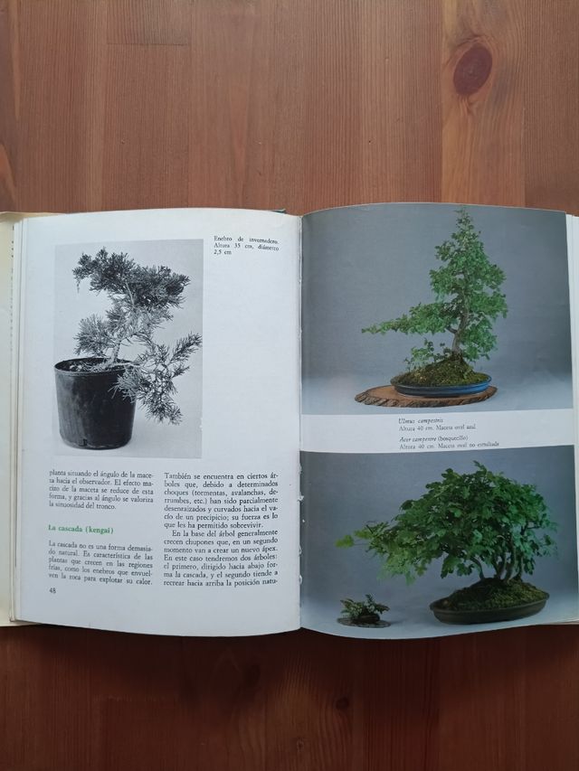 Bonsai, Giovanni Genotti