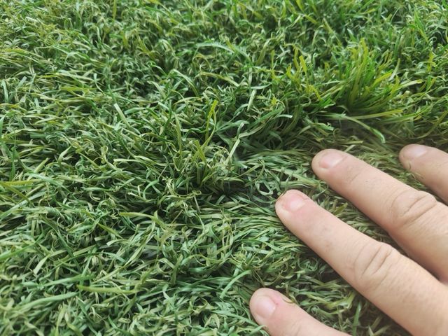 Cesped artificial economico