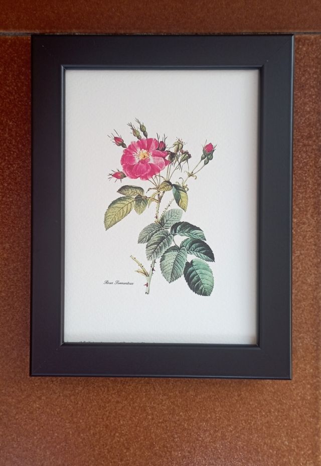 Coppia Vintage Rose 13x18 in cornice nera