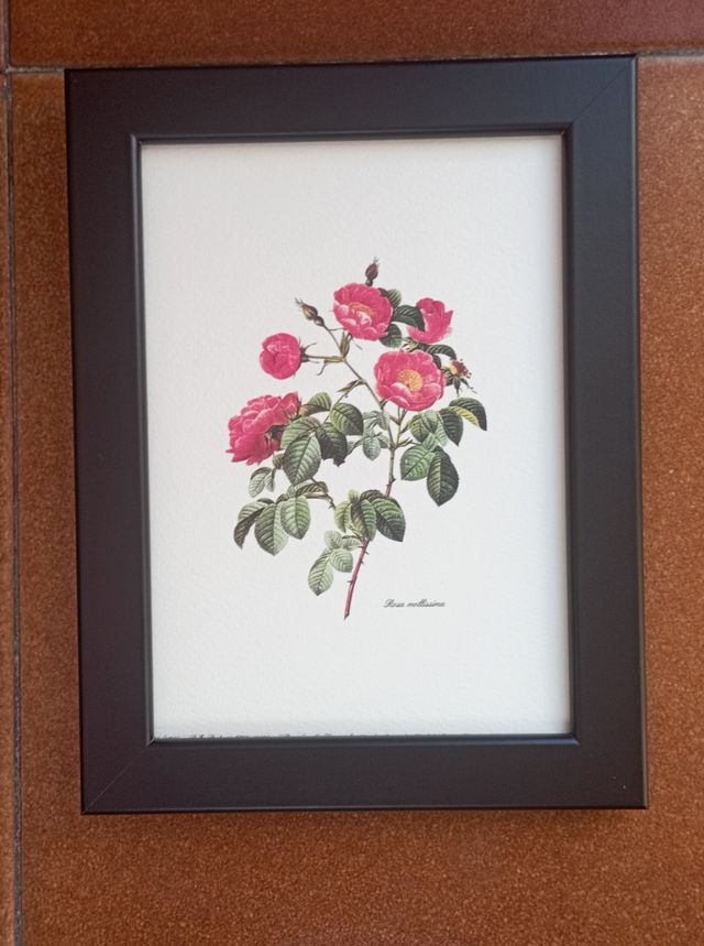 Coppia Vintage Rose 13x18 in cornice nera