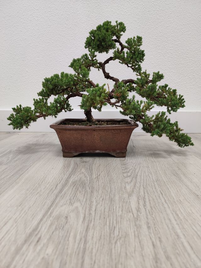 Bonsai 