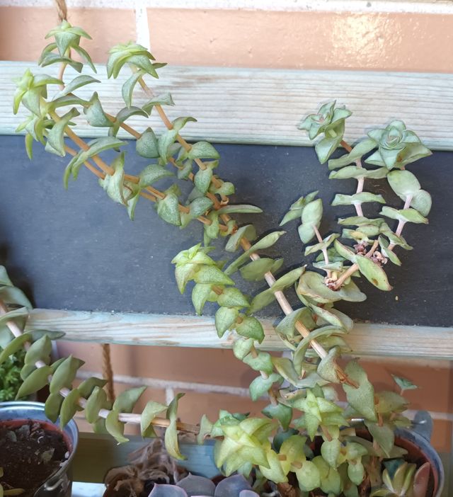 Suculenta crassula perforata