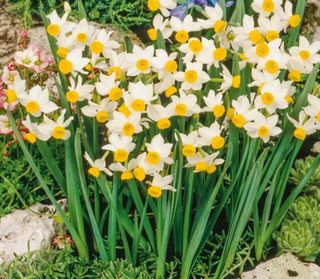 Vendo bulbi narciso