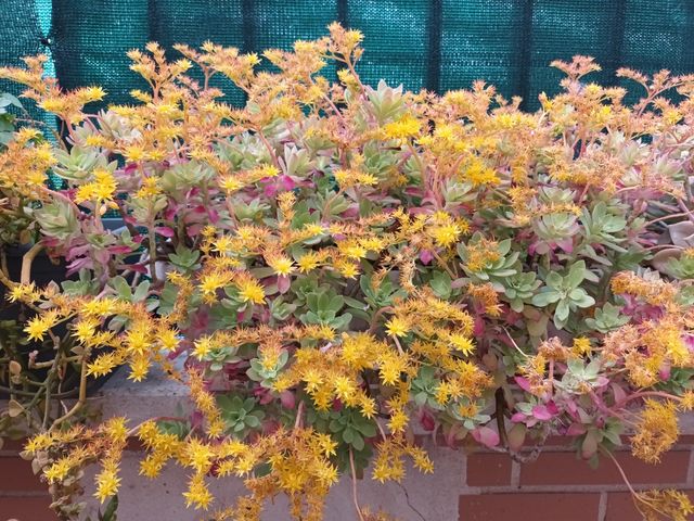 Suculenta sedum palmerii