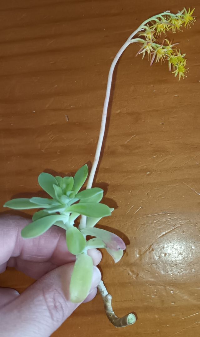 Suculenta sedum palmerii