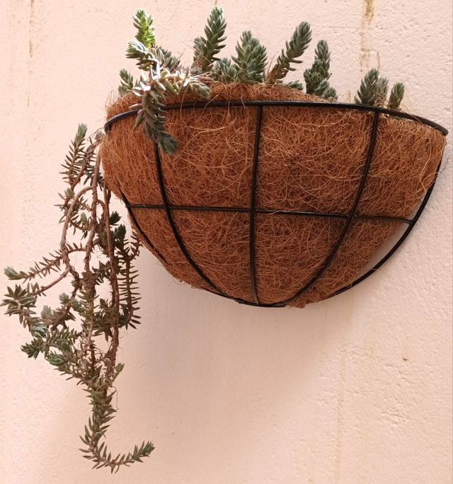 Suculenta sedum rupestre