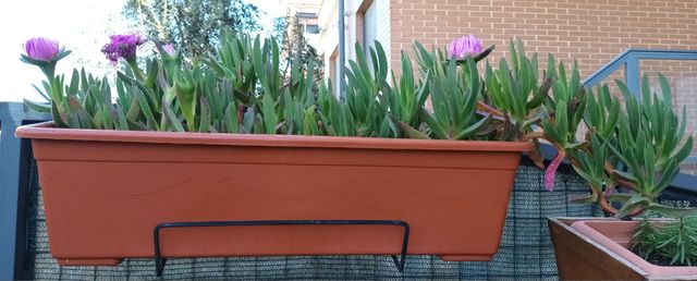 Suculenta uña de gato