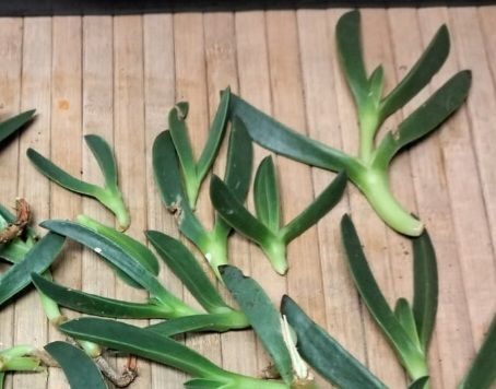 Suculenta uña de gato