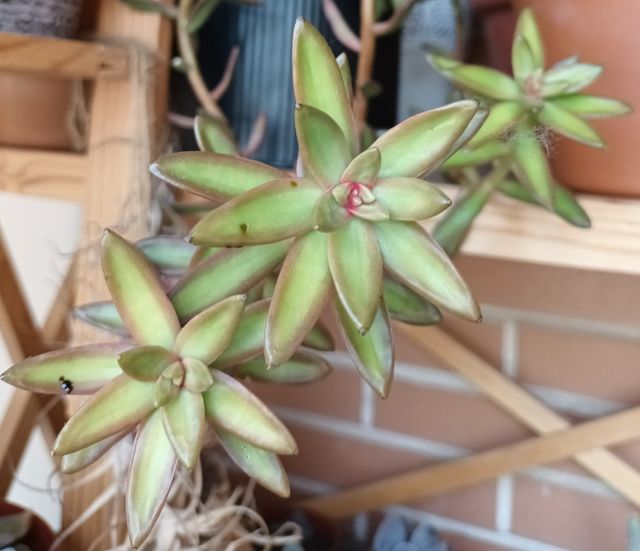 Suculenta sedum dorado