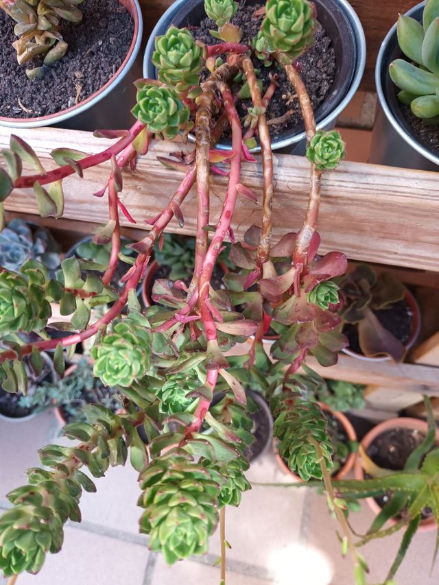 Suculenta echeveria elegance rose