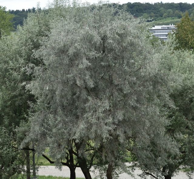 Semillas del árbol del paraíso