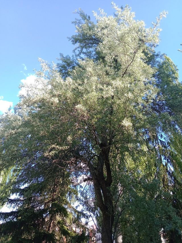 Semillas del árbol del paraíso