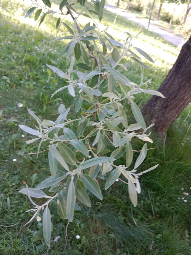 Semillas del árbol del paraíso