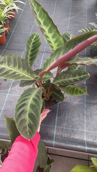 Calatheas