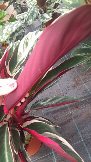 Calatheas