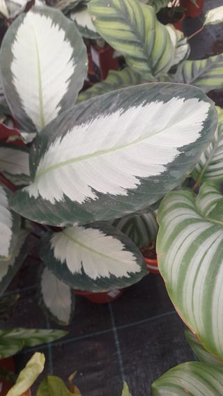 Calatheas