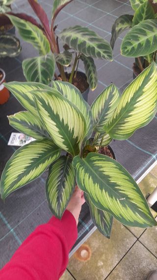 Calatheas