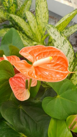 Anthurium
