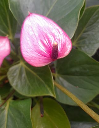 Anthurium