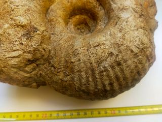 Gravesia gravesiana ammonites fósil