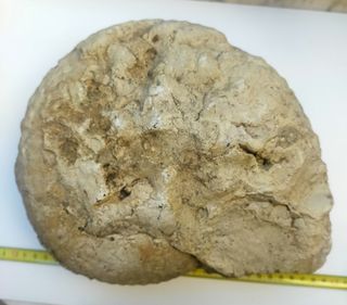 Gravesia gravesiana ammonites fósil