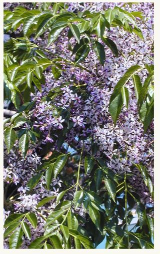 Semillas de Árbol Melia Azedarach o Cianamomo