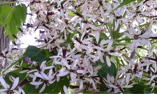 Semillas de Árbol Melia Azedarach o Cianamomo
