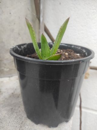 Planta Aloe vera