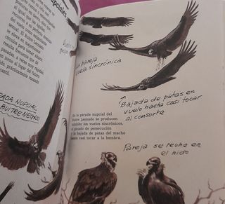 Félix Rodríguez de la Fuente