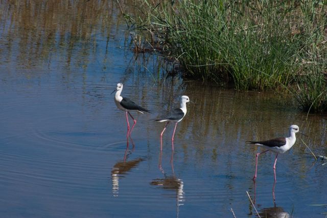 OBIETTIVO PENTAX F=300