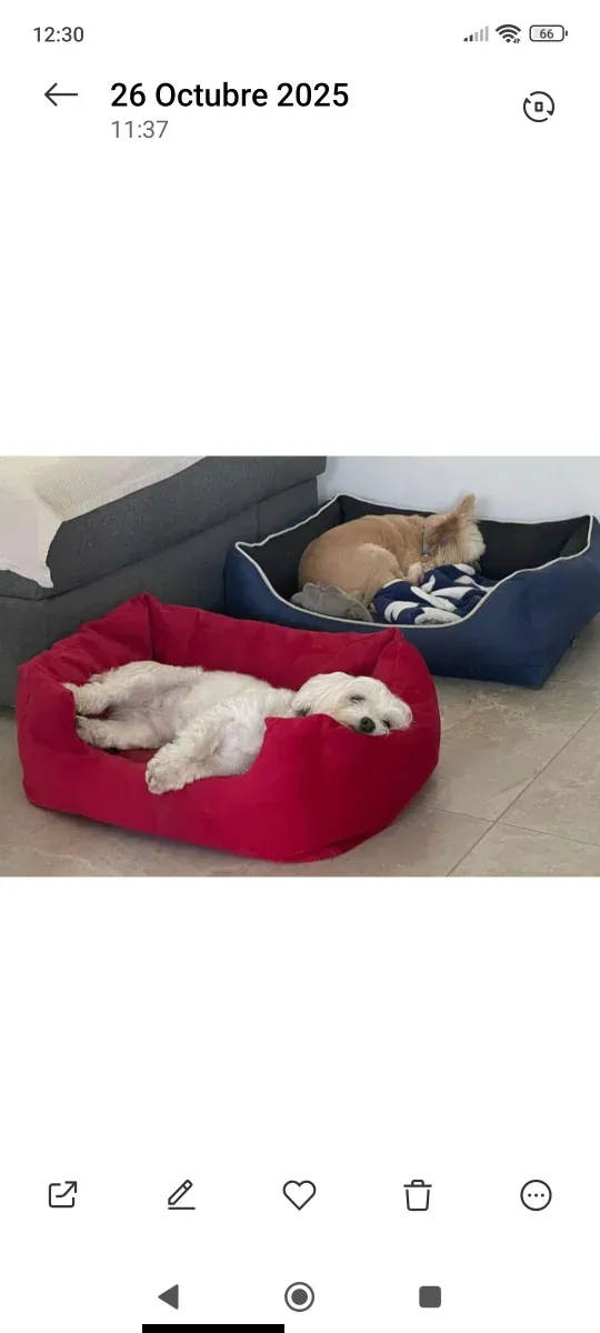 Cuidado de mascotas, Alojamiento