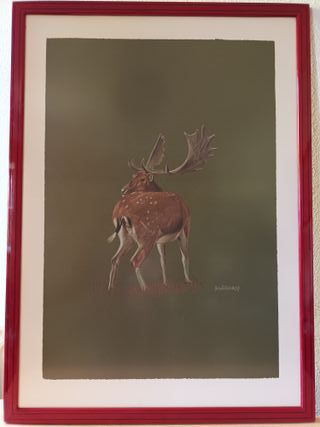 9 Cuadros Colección Completa Fauna Ibérica