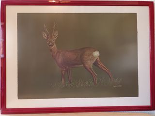 9 Cuadros Colección Completa Fauna Ibérica